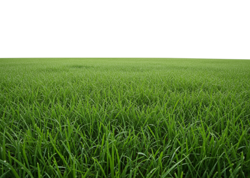 Lush green grass field isolated on transparent background in summer