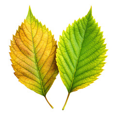 Two distinct autumn leaves one green and one yellow showing the transition of seasons isolated on transparent background