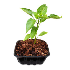 young chili pepper plant germination from seeds in potting soil for cultivation in farm, garden, cutout in transparent background, png format