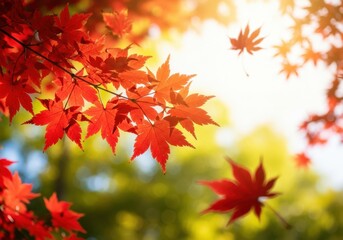 Vibrant red maple leaves signal autumn's arrival isolated on white background