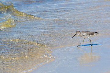 October in Orange Beach, Alabama - Willet