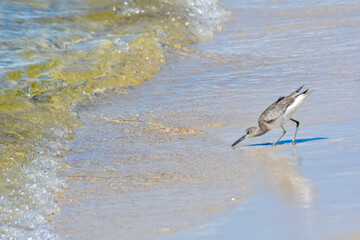 October in Orange Beach, Alabama - Willet