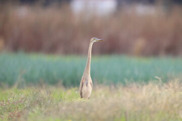 The purple heron (Ardea purpurea) is a wide-ranging heron species. 