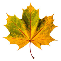 Fototapeta premium Autumn Maple Leaf: Capturing the beauty of autumn, the image highlights a single maple leaf, showcasing vibrant yellows and greens with intricate details that bring to life the beauty of nature.