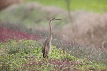 The purple heron (Ardea purpurea) is a wide-ranging heron species. 