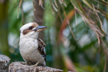 Laughing Kookaburra hunting for food