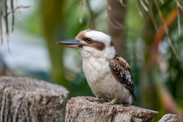 Laughing Kookaburra hunting for food