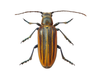 longhorn beetle isolated on white background