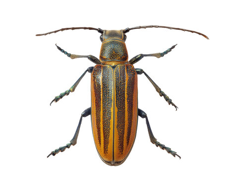 longhorn beetle isolated on white background