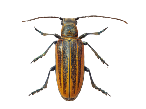 longhorn beetle isolated on white background