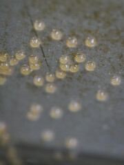 Eggs of the Blue Acara fish attached to a metal sheet in macro view.
