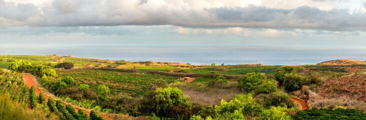 Panoramic view of a coffee plantation leading down to the Pacific Ocean on the island of Kauai. Kauai produced 10.45 million pounds of beans and is the only state in the nation to grow coffee.