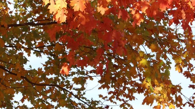4K video of colorful foliage on trees changing into yellow and red colors at the end of summer as fall/ autumn season begins.