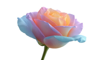 Pastel rose delicate petals soft gradient single flower close up romantic botanical nature elegant isolated