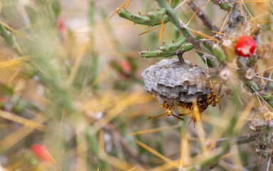 Nest of paper wasps clinging to a branch