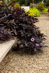 Purple heart draping over a bench on a fall day