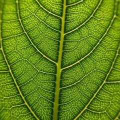 Obraz premium Close-up of Bright Green Leaf Showing Intricate Vein Pattern and Texture
