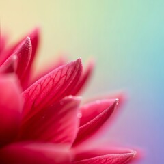 Close-up of Pink Flower Petals with Dew Drops on Soft Colorful Background