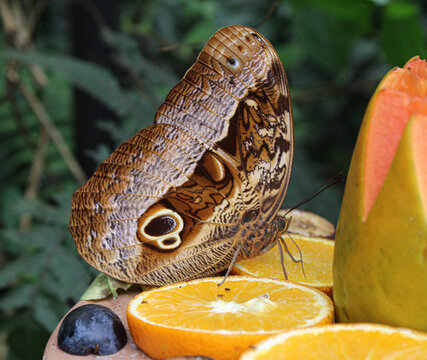 Borboleta Coruja
G&ecirc;nero Caligo