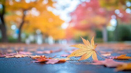 A fallen maple leaf sits on wet asphalt, with blurred autumn trees in the background