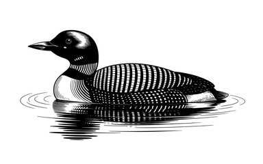 Detailed black and white drawing of a loon bird floating on calm water, vintage engraving wildlife illustration.