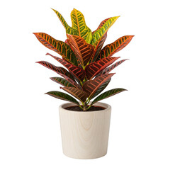 Potted Croton plant with colorful leaves isolated on a transparent background
