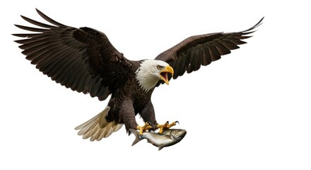 Fototapeta premium Bald eagle flying eagle bird of prey predator wildlife animal nature american eagle fish hunting wings