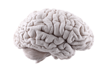 Detailed realistic human brain with cerebellum on black background anatomy medical, Isolated On Transparent Background, Png Cut Out