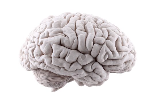 Detailed realistic human brain with cerebellum on black background anatomy medical, Isolated On Transparent Background, Png Cut Out