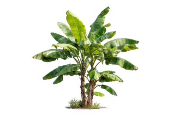 Two green banana trees with large leaves on black background plant, Isolated On Transparent Background, Png Cut Out