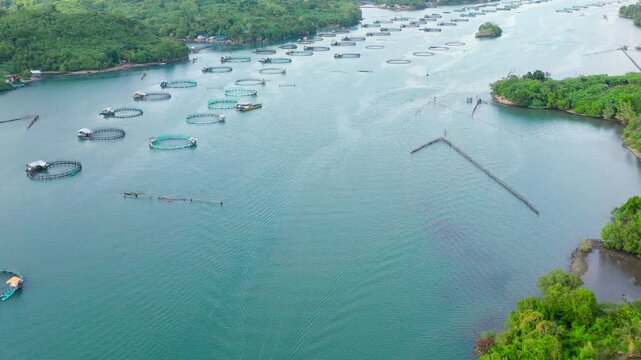 Fish cage for tilapia, milkfish farming aquaculture or pisciculture practices. Philippines, Luzon. Fish farm, top view. Aerial view of fish ponds for bangus, milkfish.