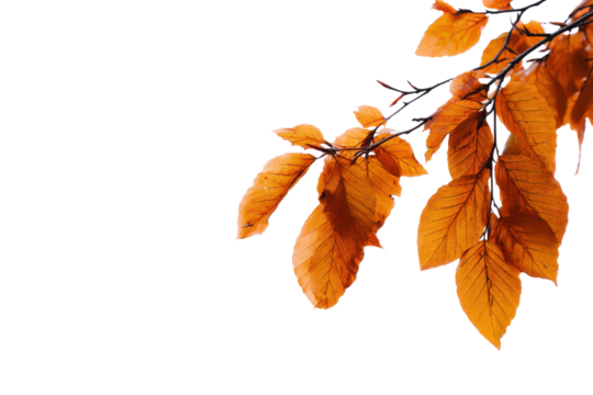 Autumn orange beech leaves on dark branch against black background fall leaf, Isolated On Transparent Background, Png Cut Out