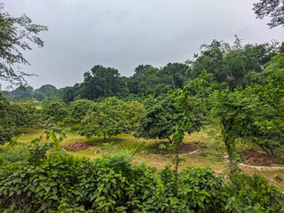 Obraz premium Lush green orchard with dense trees under a cloudy sky in a natural landscape