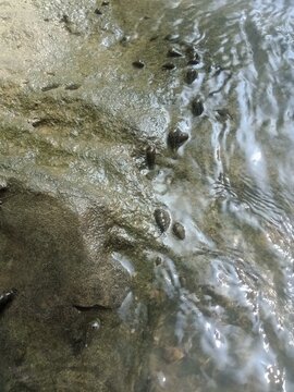 snails lined up on the rocky riverbank