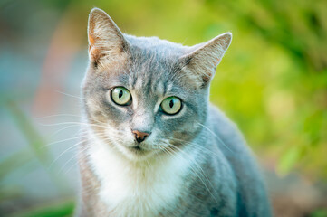 Gray and White Cat Looking at Camera in Natural Outdoor Light