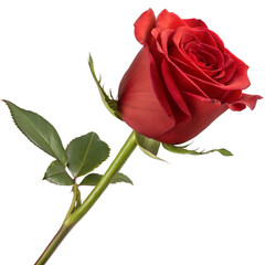 Obraz premium Elegant Single Long Stem Red Rose With Green Leaves Side View
