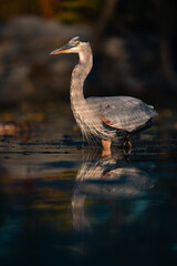 Great Blue Heron (Ardea herodias) Standing in Water with Warm Light and Reflection