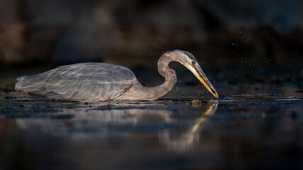Great Blue Heron (Ardea herodias) Hunting in Shallow Water at Dusk