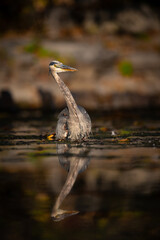 Great Blue Heron (Ardea herodias) Standing in Water with Warm Light and Reflection