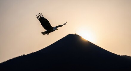 Eagle flying silhouette against mountain peak sunrise dawn majestic bird of prey nature wildlife freedom