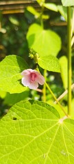 Close-up of Small Pink Flower and Green Leaves