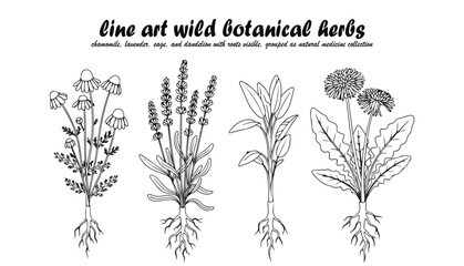 Detailed line art illustration of chamomile, lavender, sage, and dandelion herbs, showcasing botanical details.