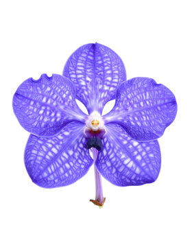 Vanda Orchid Blossom: Stunning Blue Flower with Spots on Clear Backdrop