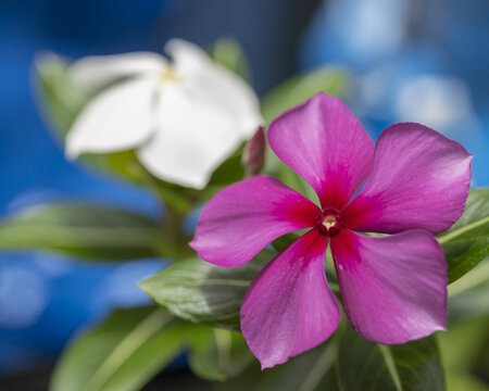 Stunning pink periwinkle blossoms in vibrant close-up, capturing nature's delicate beauty and perfect for botanical designs and spring themed projects - Powered by Adobe