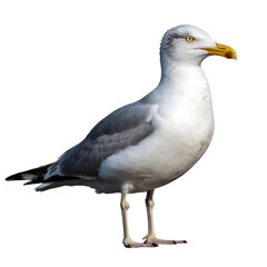 Naklejka premium A seagull standing on its legs isolated on transparent background
