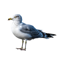 Obraz premium A seagull standing on its legs isolated on transparent background