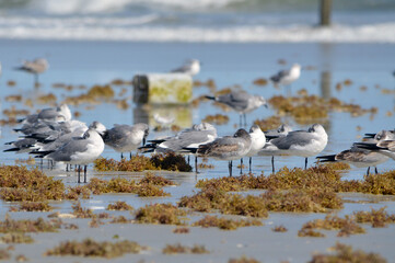 Seagulls relax on the sandy beach, surrounded by seaweed and a discarded plastic container washed ashore in Central Florida.