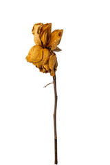 dried yellow rose isolated on white background