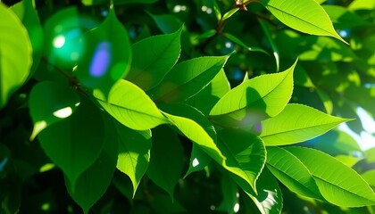 Vibrant, glossy green leaves reflecting sunlight, tropical, detail