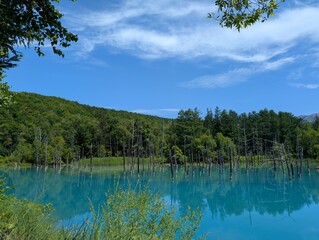 Obraz premium 北海道 美瑛町 青い池